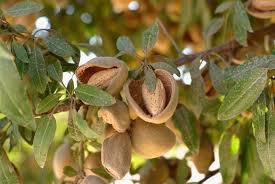 California Almond (કેલિફોર્નિયા બદામ)